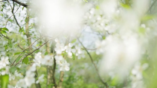 Redhead girl in blooming flowers