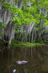 New Orleans Bayou Swamp Alligator Spanish Moss Louisiana Fan Boat Ride