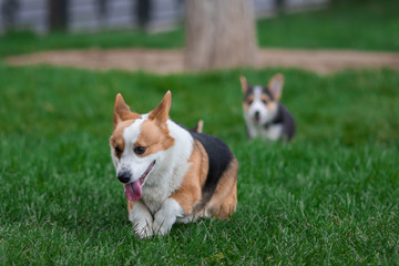 Photo of Welsh Corgi Dog Family Playing in Park on Green Grass. Pembroke Corgi Puppy Having Fun Outdoors