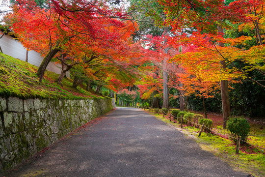 68 Best 曼殊院 Images Stock Photos Vectors Adobe Stock 68 Best 曼殊院 Images Stock Photos Vectors Adobe Stock