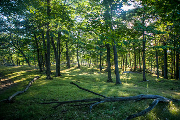 Grass and Forest in New York Appalachian Trail Hike