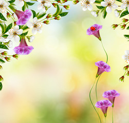 Bright colorful spring flowers