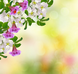 Bright colorful spring flowers