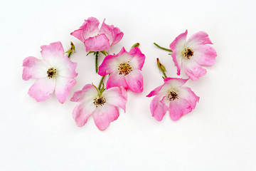 Group of pink rose flowers on white background