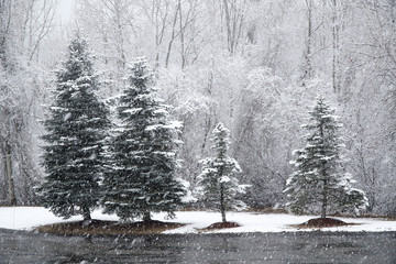 pine trees in a row in the snow