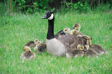 Canada goose mother and young goslings on the green meadow
