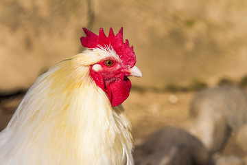 Chicken