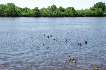 spring river with green trees on the bank and wild duck in the water