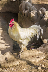 Chicken