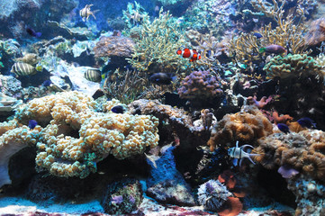 colorful coral reef underwater and fish