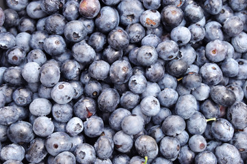 blueberry background