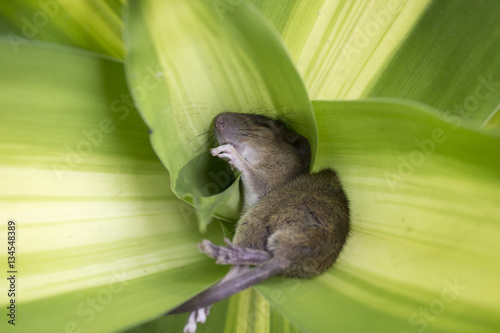 The Rats Sleep In Trees Stock Photo And Royalty Free Images On The Rats Sleep In Trees