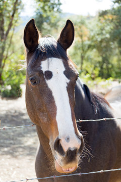 A horse with a hair pattern that resembles a skull near Carmel Valley, California.