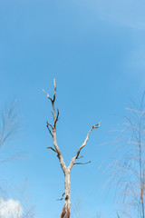 Dead trees and dry,blue sky background