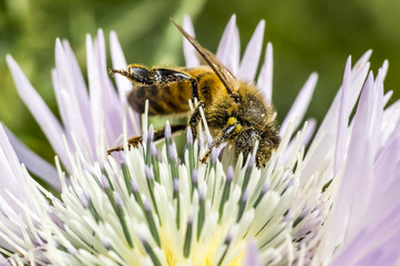 Fotografia Macro al Fiore di Cardo e Ape, Bombo, Ragno, Coleottero, Coccinella