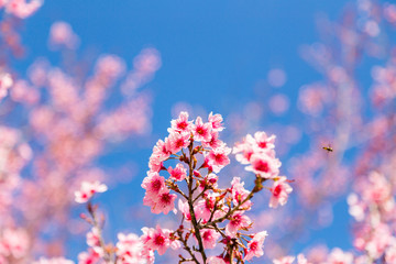 Fototapeta na wymiar pink cherry blossom in clear blue sky