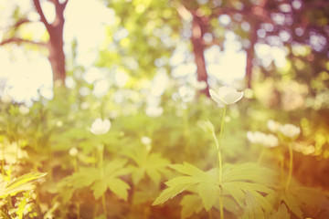 Wood anemone in early spring.  Instagram effect