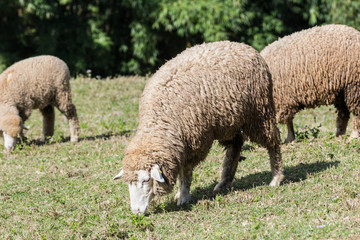dirty flock sheep eating grass in the field