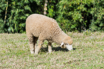 dirty sheep eating grass in the field