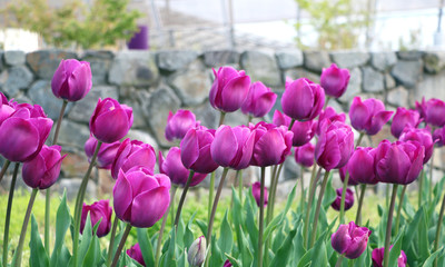 Obraz premium Beautiful bouquet of tulips