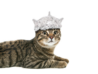 Obraz premium Kot w kapeluszu z folii aluminiowej patrząc w górę