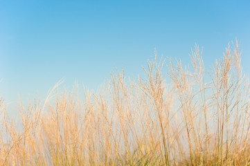 Grass field landscape in nature ,with blue sky