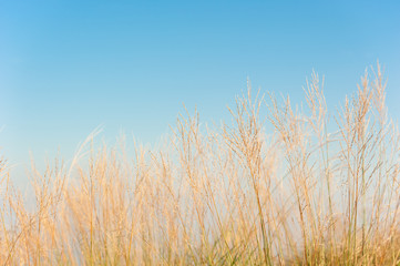 Obraz premium Grass field landscape in nature ,with blue sky