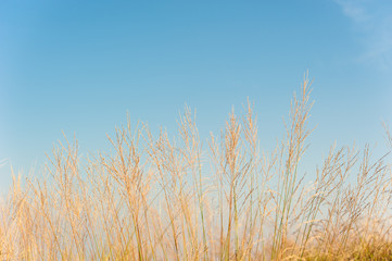 Fototapeta premium Grass field landscape in nature ,with blue sky