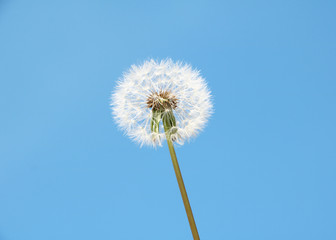 Dandelion flower over blue sky