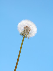 Dandelion flower over blue sky