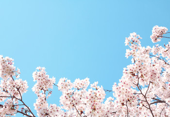 Cherry blossoms in full bloom