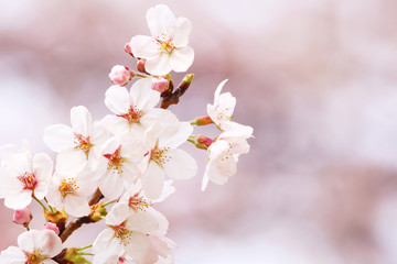 Cherry blossoms in full bloom