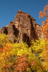 Autumn in Zion national park