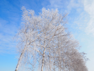 樹氷と青空
