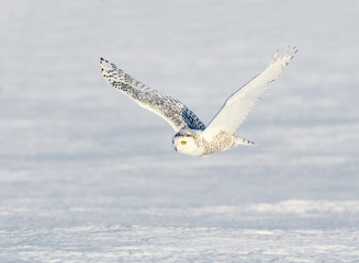 Female Snowy Owl Flying Low Over Snow Field