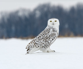 Snowy Owl Sitting on Snow Portrait