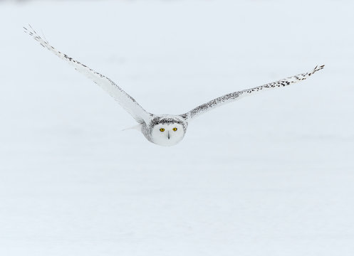 Snowy Owl in Flight over Snow Field in Winter