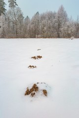 Winter foggy landscape in polish countryside