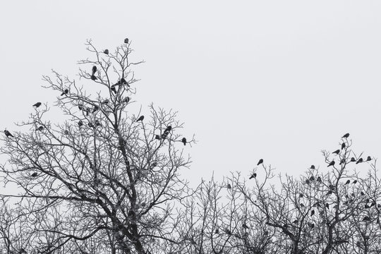a flock of crows on trees foggy frosty early morning