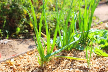 Onions in the garden