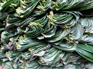 Betel, Nuwara Eliya, Sri Lanka