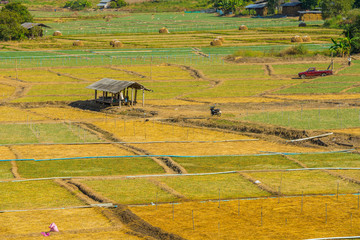 Fototapeta na wymiar Garlic field with hut in Pai, Thailand