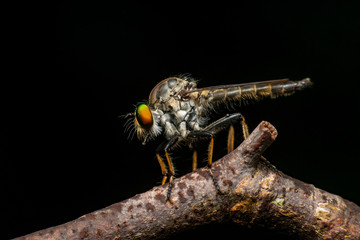 Male Robberfly, (Insecta: Diptera: Asilidae: Asilinae: Neoitamus: Neoitamus flavofemoratus) descend...