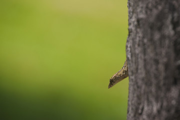 Gecko on a tree in Kauai, Hawaii