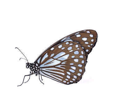 Beautiful butterfly isolated on white backgroun