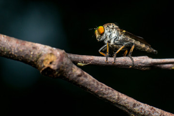 Male Robberfly, (Insecta: Diptera: Asilidae: Asilinae: Neoitamus: Neoitamus flavofemoratus) descend...