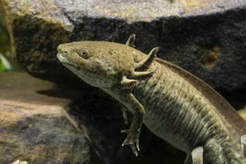 Axolotl in a natural color from rocks.