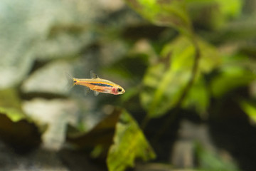 Nano aquarium fish glossy.