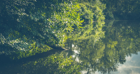 Отражение деревьев в тихой реке