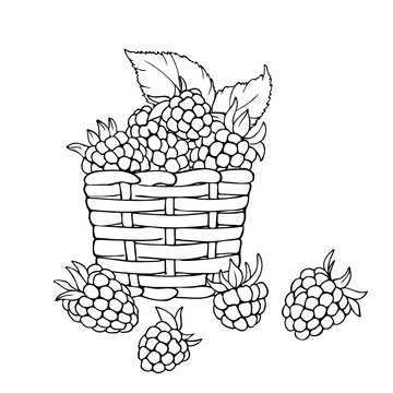 vector monochrome contour illustration of raspberry berries in the basket